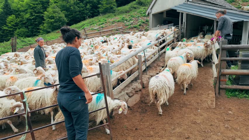 Sheep farm in the Pyrenees mountains in France, an area known for sheep cheese production and dairy farming in Southern Europe. 