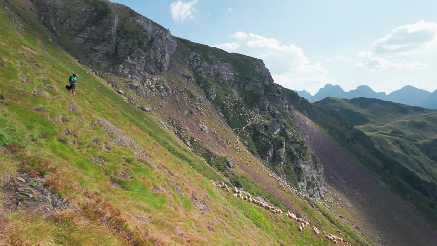 Shepherdess with a dog herd big flock of sheep in the Pyrenees mountains on the border between Spain and France, an area known for sheep cheese production and dairy farming in Southern Europe