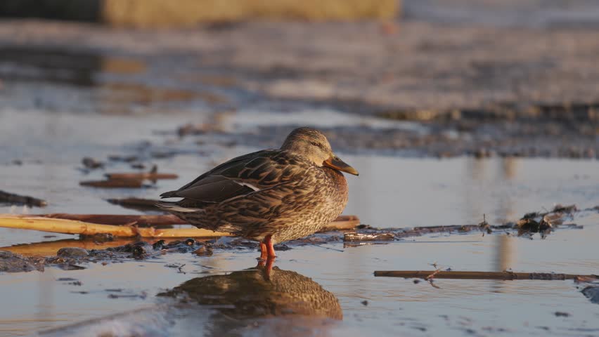 A female mallard duck rests on the icy shore, surrounded by scattered reeds and frozen water. The golden sunlight highlights her feathers, creating a peaceful winter scene in nature.