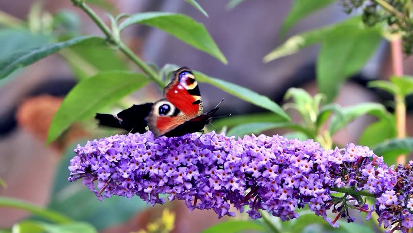 butterfly Peacock on lilac flower
