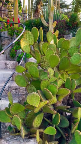 Exotic garden Jardin Exotique d'Eze in the village of Eze Provence, Alps, Cote d'Azur France February 27, 2025. High quality 4k footage