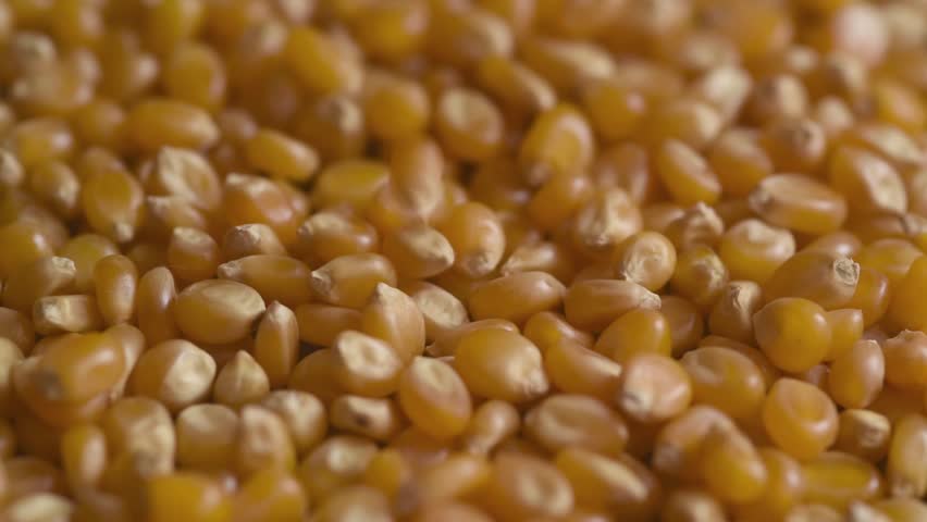 Corn seeds. Pile of raw corn kernels close-up on a surface. Corn falling on surface. Farming concept. Top view. Organic production. Food background