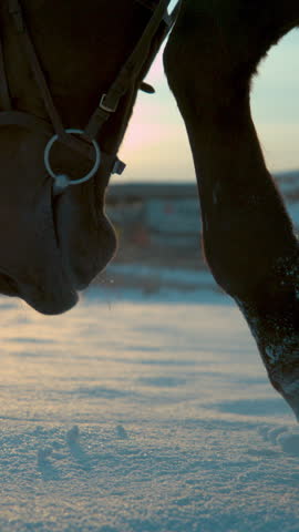 SLOW MOTION, CLOSE UP, DOF: Detail of dark horse walking trough deep snow blanket at winter sunset. Horse legs walking in fresh snow on winter morning. Black horse legs and hoofs on snowy field