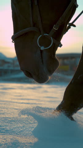 SLOW MOTION, CLOSE UP, DOF: Detail of dark horse walking trough deep snow blanket at winter sunset. Horse legs walking in fresh snow on winter morning. Black horse legs and hoofs on snowy field