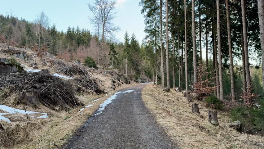 A beautiful and picturesque forest path that is lined with tall trees and soft snow, showcasing natural debris