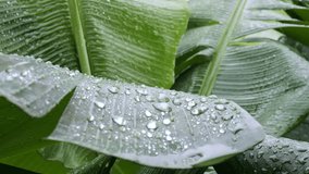 Raindrops sparkle on banana leaf reflecting purity and freshness of nature. Close-up macro shot shows details of water droplets on smooth green surface highlighting hydration and renewal of greenery - Powered by Shutterstock - Get 15% off with code: PIKWIZARD15