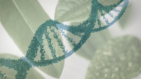 DNA strand and molecular structure animation over green leaves background. Biotechnology, genetics, biology, innovation, science, nature - Powered by Shutterstock - Get 15% off with code: PIKWIZARD15