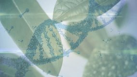 DNA strand and molecular structures with animation over green leaves for genetic research. Biotechnology, genetics, biology, innovation, laboratory, science - Powered by Shutterstock - Get 15% off with code: PIKWIZARD15