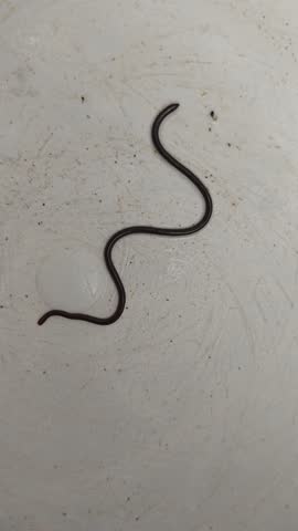 The small snake, Uropeltis arcticeps, is a species of snake in the family Uropeltidae, found only in India.