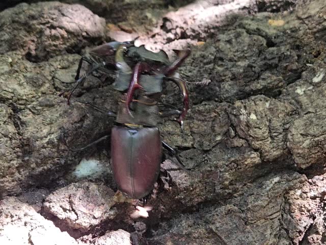 Large brown stag-beetle bug is on a log. It has a long antennae and a long body. duel fight between two