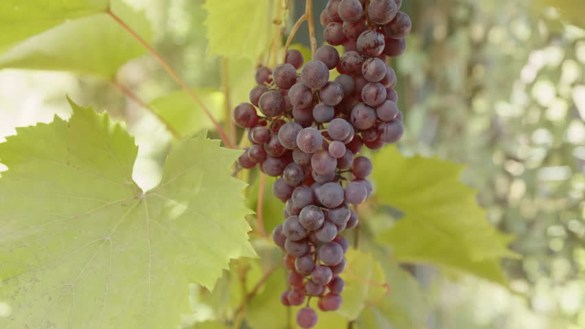Female farmer hand touching dark grape bunch in vineyard in sunlight.