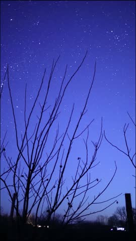 Beautiful constellation illuminating bare tree branches in a mesmerizing night scene