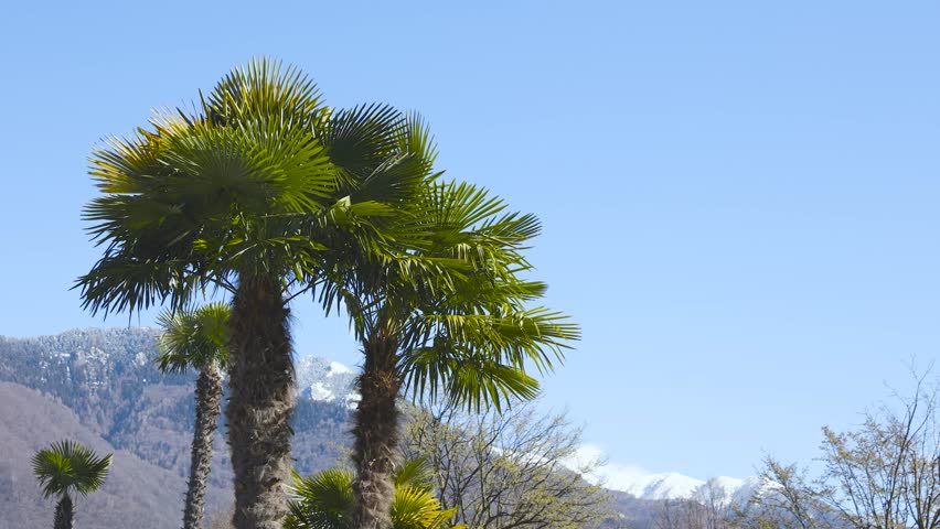 Group of palm trees seen from below, the wind is blowing lightly and in the background snow-capped Swiss mountains.
