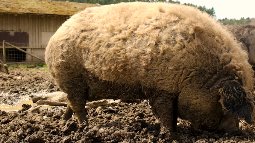Wild boar in the mud. Selective focus.