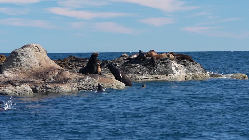 sea lions colony in cortez sea baja california sur mexico cerralvo island