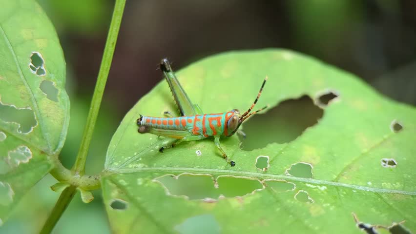 Grasshopper on green leaves. The natural behavior of the insect. Macro videography