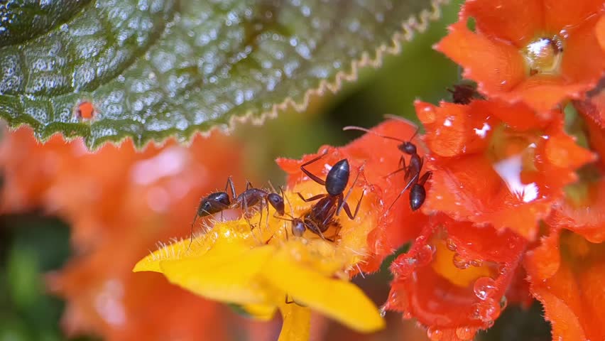 Ants walk on red flowers. The natural behavior of the insect. Macro videography. 