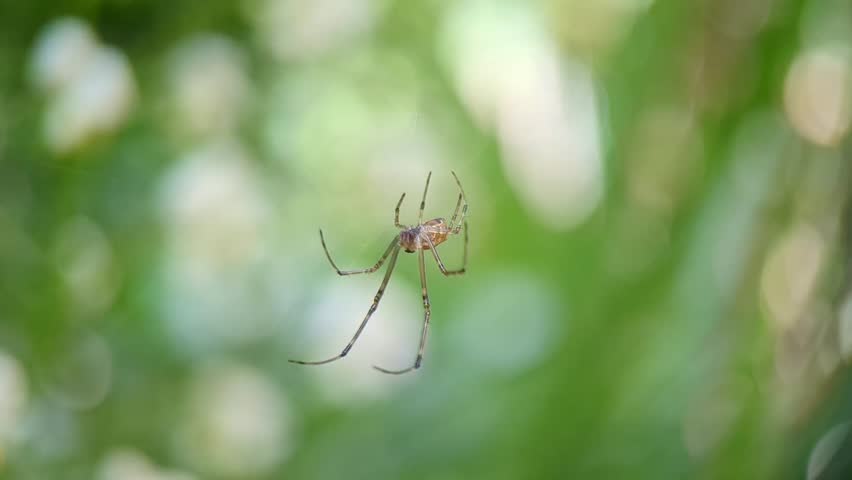 Striped lynx spider hanging on its spider net and swaying with wind. The natural behavior of the insect.  Macro videography