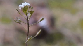 A weathered dog skull, bleached white by the sun and time, telling a story of years gone by. Its cracked surface and faded bones evoke a sense of nostalgia and the passage of life. - Powered by Shutterstock - Get 15% off with code: PIKWIZARD15