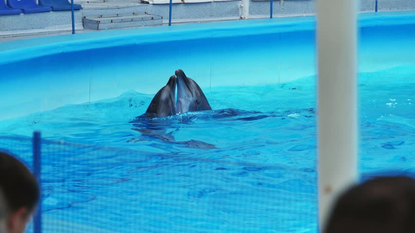 Dolphin surfacing in a vibrant blue pool, creating ripples in the water within an enclosure, likely in crimea