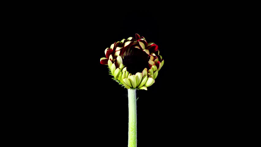 Red Gerbera Open Flowers in Time Lapse on a Black Background. Red Daisy Growing and Blooming in Timelapse