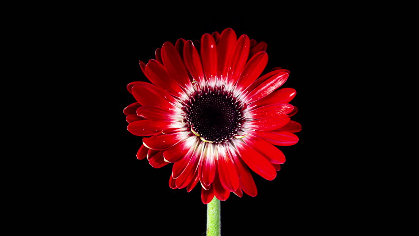 Red Gerbera Open Flowers in Time Lapse on a Black Background. Red Daisy Growing and Blooming in Timelapse