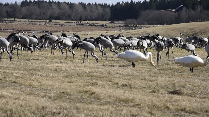 Watching cranes on Lake Hornborgasjon in spring. Sweden.
