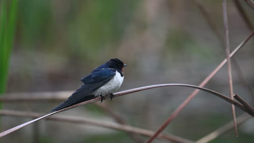 Barn Swallow Hirundo rustica Sitting on a reed in the rain, looking around and flying away. Slow Motion. Close-up.