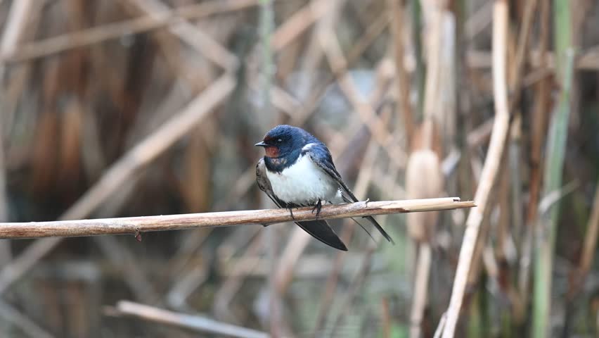 Barn Swallow Hirundo rustica Sitting on a reed in the rain, looking around. Slow Motion. Close-up.