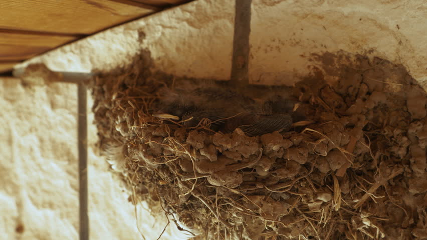 CLOSE UP: Swallow chicks sleeping nestled in a mud nest under the eaves of a rustic building. Baby birds with soft fur and yellow beaks huddle together and rest peacefully in the shelter under roof.