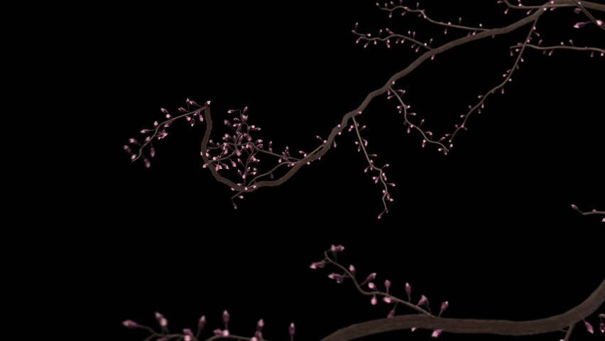 cherry blossom time lapse. spring animation. 3D Illustration