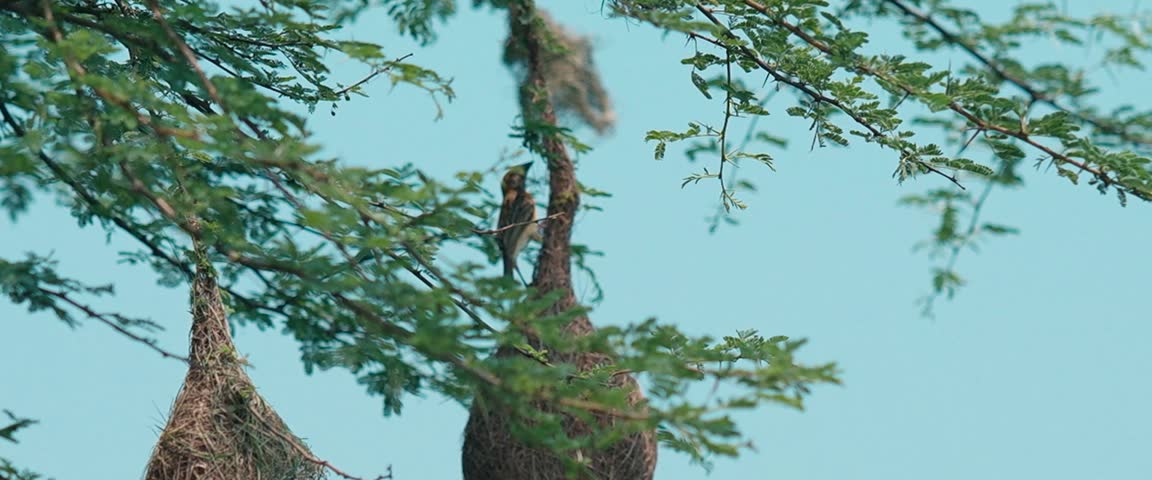 Preparing a parrot cage-in KERALA INDIA