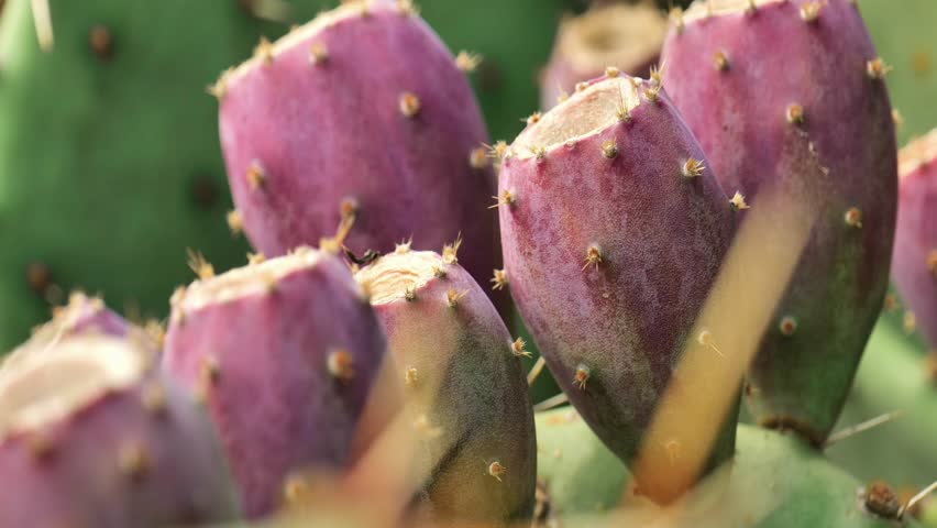 Opuntia plant.Prickly pear green leaves and purple fruits close-up.Cactus family.Opuntia engelmannii. 4k footage