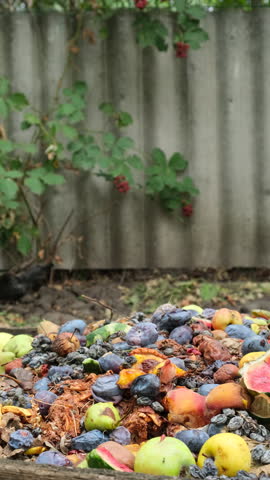 Organic waste falling from a bucket into a compost pit. Bio-waste recycling. Compost bin with organic waste. Bio food waste composting bin. Biodegradable material, organic recycling concept Vertical