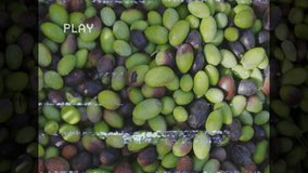 Vintage animation text overlay on green and purple olives in school setting. Mediterranean, culinary, food, typography, garden, agriculture - Powered by Shutterstock - Get 15% off with code: PIKWIZARD15