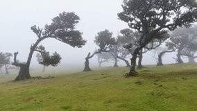 Cinematic Smooth Motion Through the Enchanted Fanal Forest, Madeira, with Twisted Trees in Dense Fog, Portugal - Powered by Shutterstock - Get 15% off with code: PIKWIZARD15
