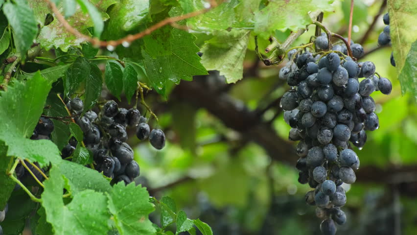 Ripening Grapes on a Rainy Summer Day - Isabella and Concord Varieties. Grapes Growing on a Rainy Summer Day. Raining, rainy weather