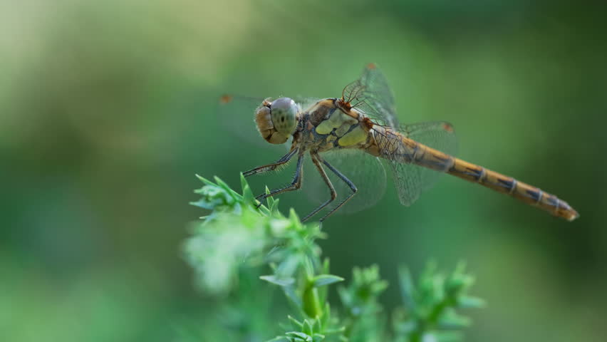 Dragonfly Sitting on Juniper Branch with Pine Trees. Close-Up of Dragonfly Fluttering Wings on Juniper Branch in Green Forest. Insect on Evergreen Branch