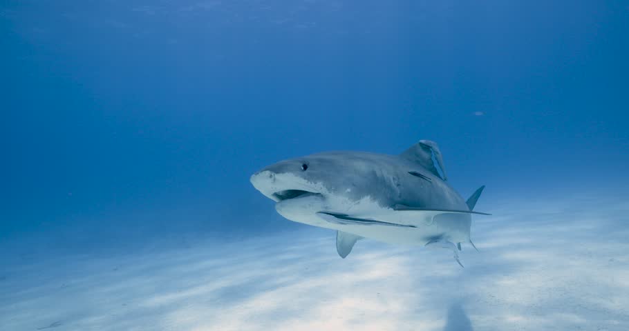 Emma the famous tiger shark swims by and up to the surface with beautiful light in the bahamas at Tiger Beach