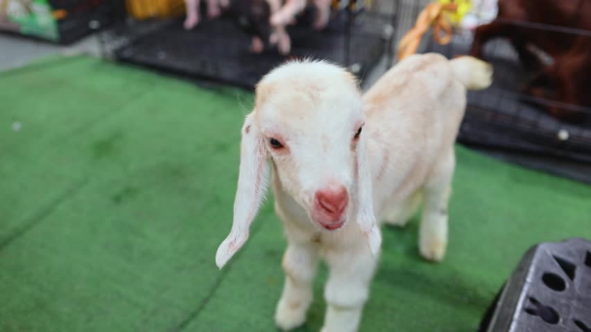 A curious baby goat stands on a green surface in a lively Bangkok market, captured in natural lighting with a playful mood