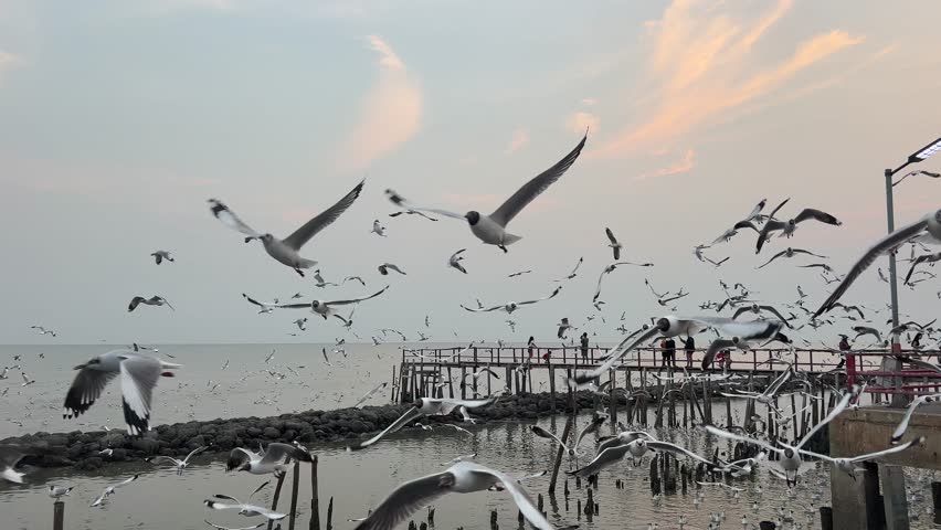 Group of seagulls flying over the sea at sunset.