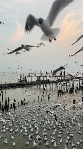 Group of seagulls flying over the sea at sunset.