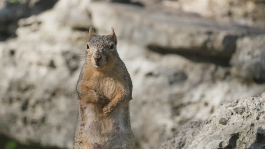 A curious fox Squirrel standing up, sniffing, and looking around - Sciurus niger