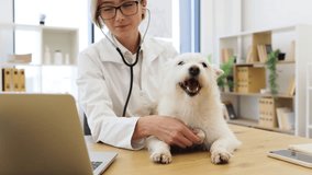 Veterinarian, young woman, examining white dog with stethoscope, light clinic setting, capturing care and professionalism. Depicts veterinary expertise, connection between animals and healthcare. - Powered by Shutterstock - Get 15% off with code: PIKWIZARD15