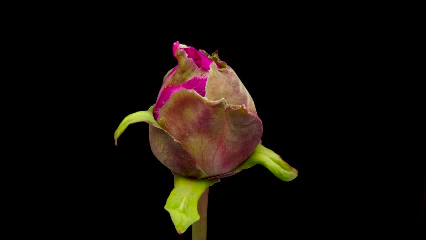 Timelapse of bright red peony flower opening on black background.