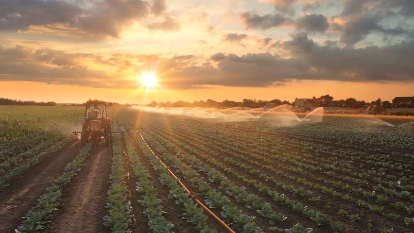 Aerial view drone shot of irrigation system on agricultural cabbage field and farmers with tractor working at sunset helps to grow plants in the dry season. Beautiful sunny landscape rural scene