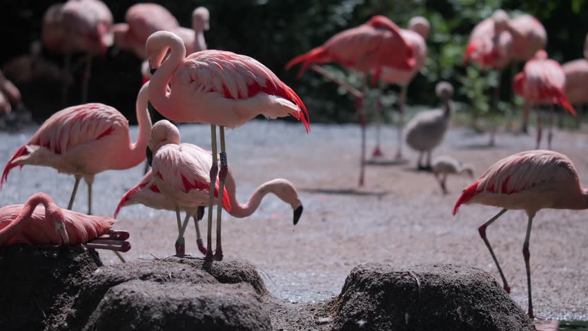 Group of Pink Herons Confined in a Zoo Enclosure, concept against ZOO