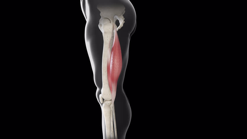 This 3d animation shows a side view of the biceps femoris muscle movement 