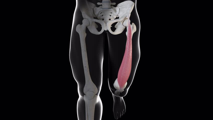This 3d animation shows a front view of the rectus femoris muscle movement
