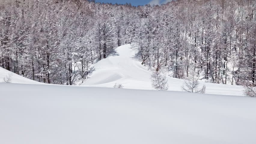 Single skier descends through snow covered forest in Nagano. Winter landscape. Sideways pan